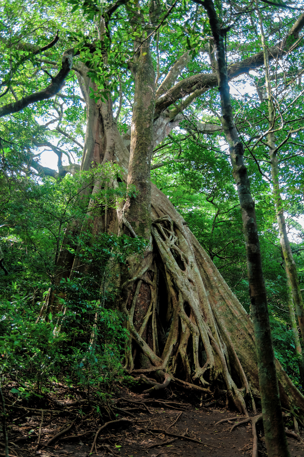 Der Nationalpark Rincón de la Vieja liegt in den Provinzen Guanacaste und Alajuela in Costa Rica. Es befindet sich im Naturschutzgebiet Guanacaste, Área de Conservación de Guanacaste. Im Park befindet sich der Vulkan, dem er seinen Namen verdankt: der Vulkan Rincón de la Vieja.